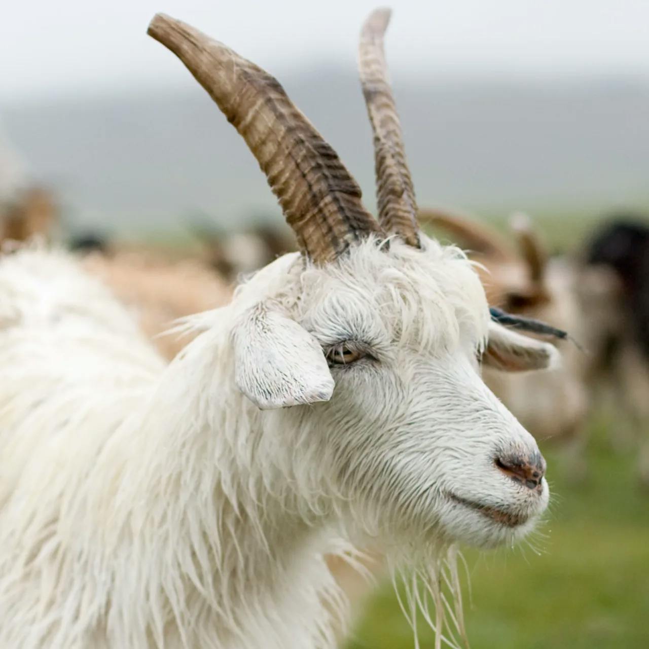 tretford | Image of a Goat