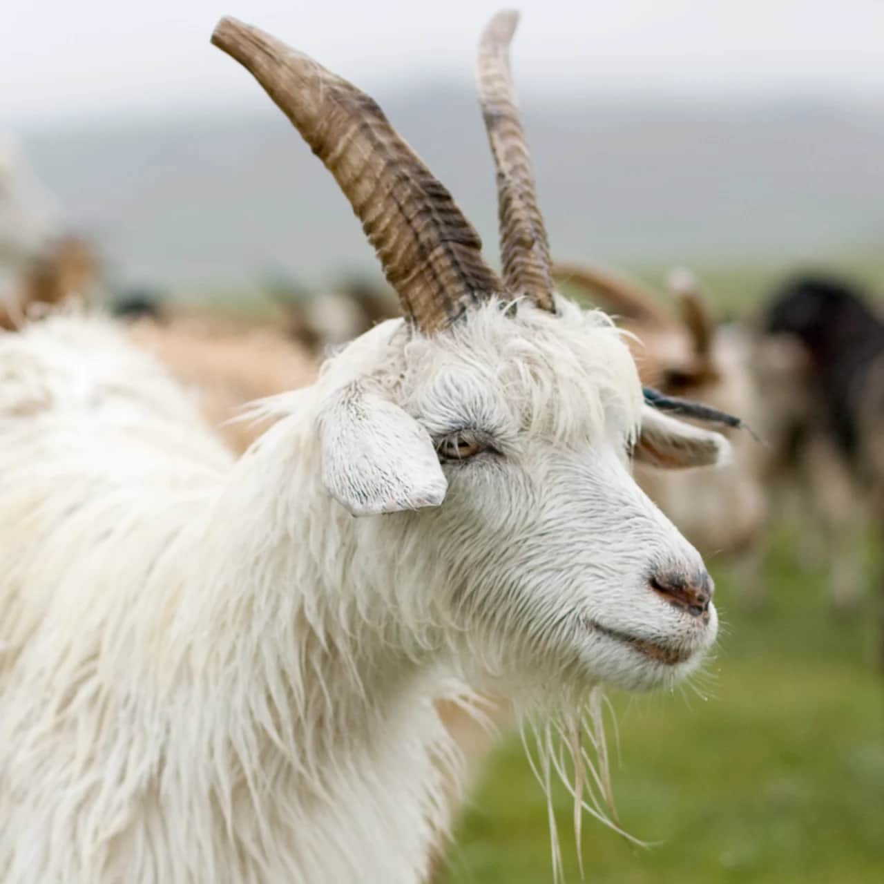 tretford | Image of a Goat