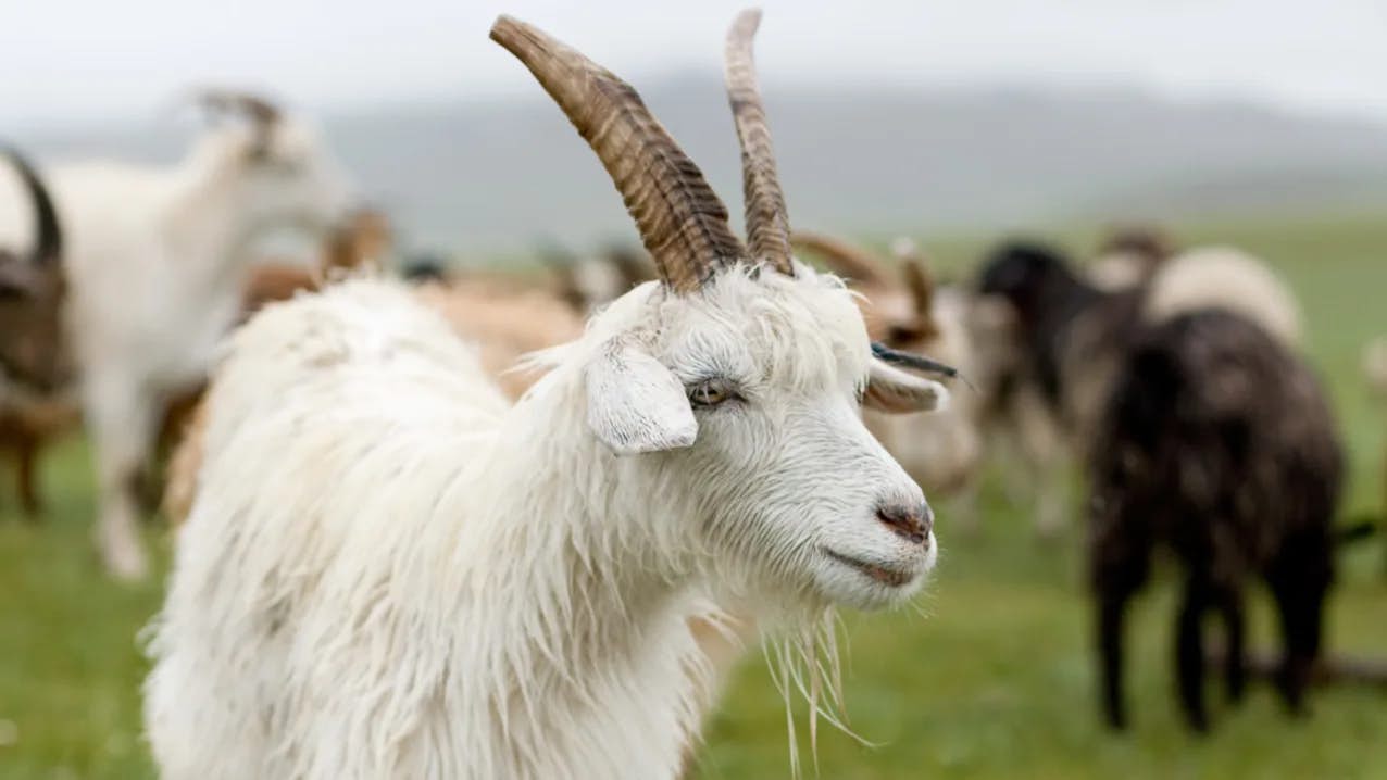 tretford | Image of a Goat